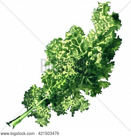 Bunch Of Fresh Curly Green Kale Leaf Isolated, Fresh Vegetable, Close-up. Organic Vegetarian Food, N