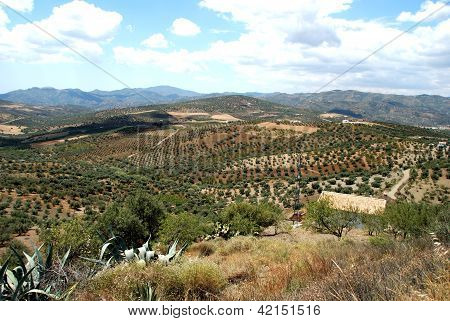 Olivenlunde, Andalusien, Spanien.