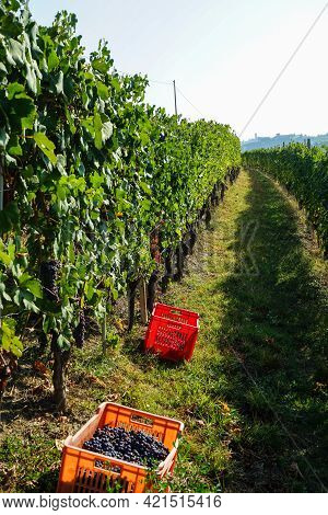 Harvest In A Vineyard At Cannubi In Barolo, Piedmont - Italy
