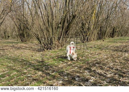 A Young Truffles Dog Is Looking For Truffle In A Hazel Grove Of The Langhe, Piedmony - Italy