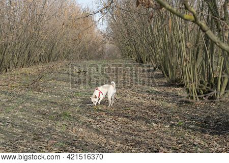 A Young Truffles Dog Is Looking For Truffle In A Hazel Grove Of The Langhe, Piedmony - Italy