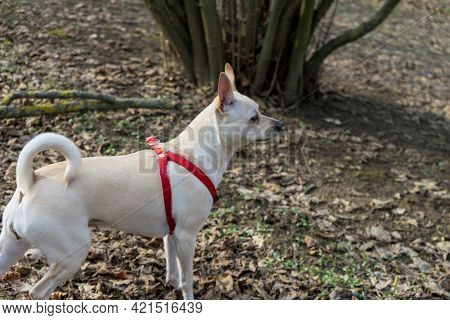 A Young Truffles Dog Is Looking For Truffle In A Hazel Grove Of The Langhe, Piedmony - Italy
