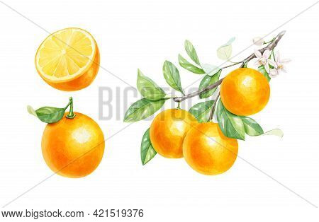 Realistic Watercolor Set Of Orange Branch, Half Orange And Whole Orange Isolated On White Background