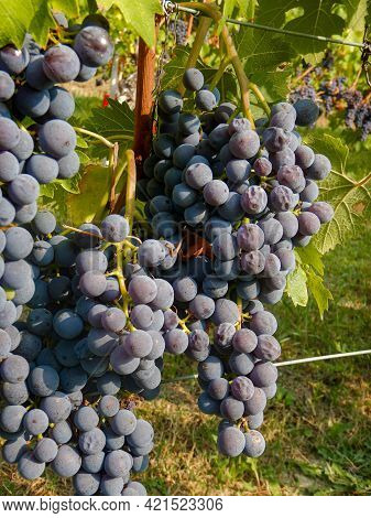 Harvest In A Vineyard At Cannubi In Barolo, Piedmont - Italy
