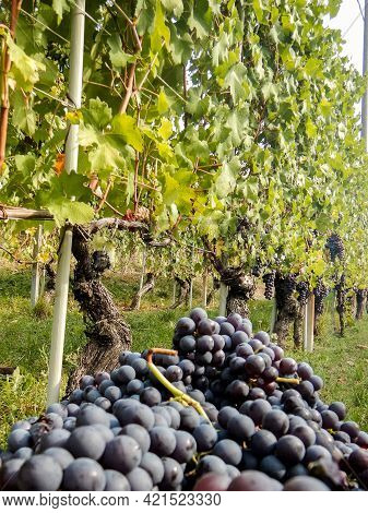 Harvest In A Vineyard At Cannubi In Barolo, Piedmont - Italy