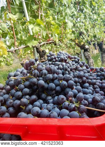Harvest In A Vineyard At Cannubi In Barolo, Piedmont - Italy