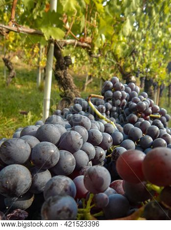 Harvest In A Vineyard At Cannubi In Barolo, Piedmont - Italy