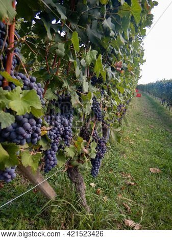 Harvest In A Vineyard At Cannubi In Barolo, Piedmont - Italy
