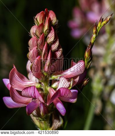 Spontaneous Onobrychis Viciifolia In A Country Meadow.