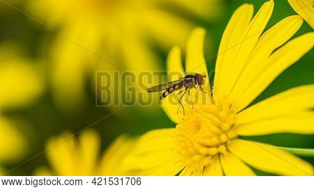 Macro Image Of A Small Hoverfly Insect Resting On A Grey Leaved Euryops Flower