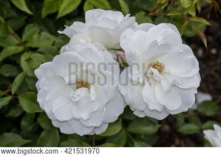 Close Up View Of White Roses Near The Affi Cycle Path