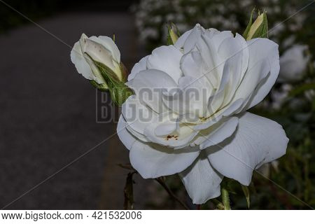 Close Up View Of White Roses Near The Affi Cycle Path
