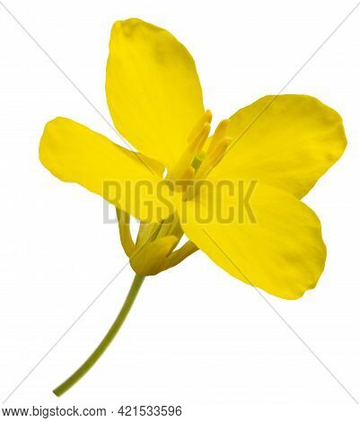 Rapeseed (brassica Napus ) Flower Head Isolated On White
