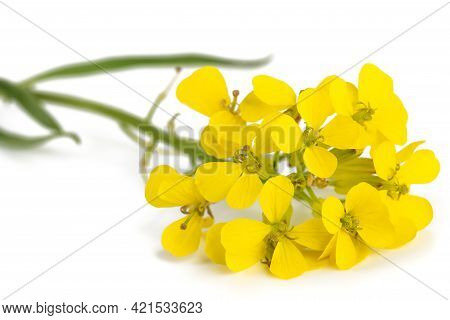 Hedge Mustard (sisymbrium Officinale) Isolated On White Background