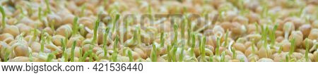 Germination Of Seeds In A Special Tray. Tray With Grid For Microgreening. Pea Seeds With Sprouts, Su