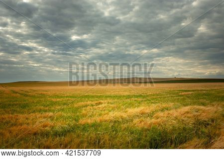 Huge Field With Grain And Cloudy Sky, Staw, Poland