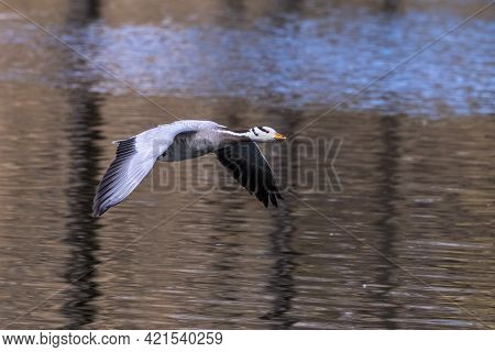 The Bar-headed Goose Flying Over A Lake At Munich. Anser Indicus Breeds In Central Asia In Colonies 