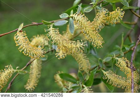 Salix Triandra. Willow Male Flowers. Willows Are Dioecious Plants, With Male And Female Flowers Appe