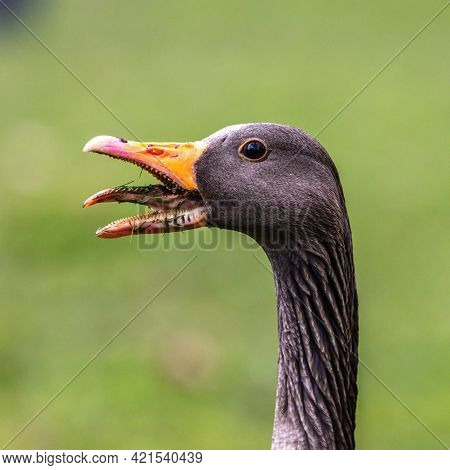 Head Shot Of A Hissing Greylag Goose, Anser Anser. The Greylag Goose Is A Species Of Large Goose In 