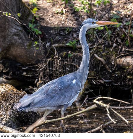 Grey Heron, Ardea Cinerea, A Massive Gray Bird Wading Through A Flat Lake Searching For Fish, With F