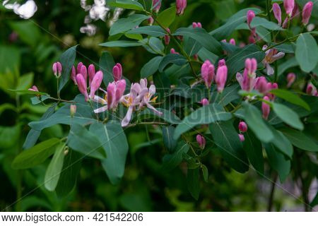 Frangula Alnus Flowering Bush, Blooming White Flower Close Up Detail, Dark Green Leaves Blurry Backg