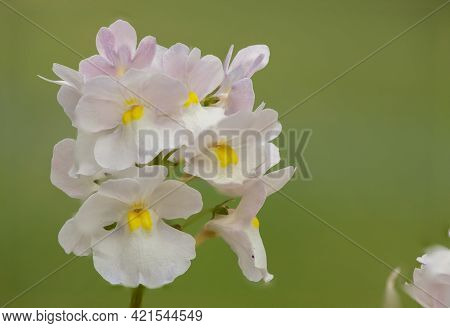 Wisley Vanilla Nemesia Flowers