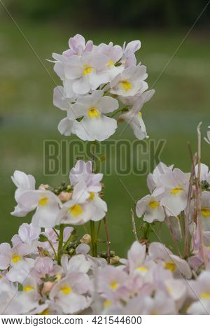 Wisley Vanilla Nemesia Flowers