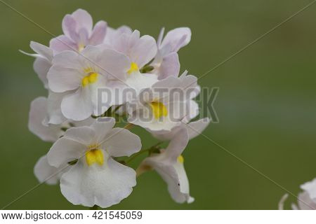 Wisley Vanilla Nemesia Flowers