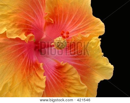 Hibiscus