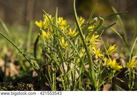 Yellow Flower Of Narthecium Asiaticum In The Forest Close Up Image. Blooming Yellow Flowers And Gree