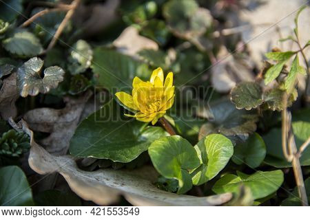 Yellow Flower Of Ficaria Verna In The Forest Close Up Image. Blooming Yellow Lesser Celandine.