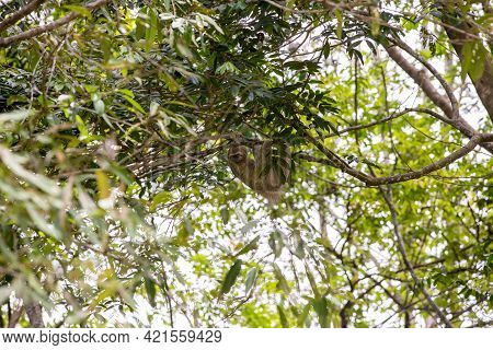 The Brown-throated Three-toed Sloth (bradypus Variegatus) In The Tree Canopy Of Costa Rica