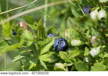 Wild Blueberries In Various Stages Of Ripening. Vaccinium Myrtillus Or Bilberry In The Bush Growing 