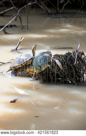 Fresh Water Soft-shell Turtles In The Mangrove Forest Of Damas Island, Costa Rica