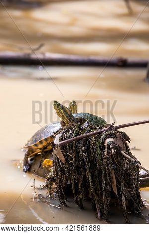 Fresh Water Soft-shell Turtles In The Mangrove Forest Of Damas Island, Costa Rica