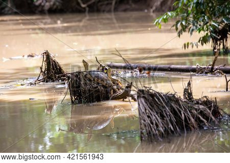 Fresh Water Soft-shell Turtles In The Mangrove Forest Of Damas Island, Costa Rica