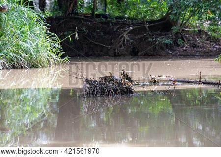 Fresh Water Soft-shell Turtles In The Mangrove Forest Of Damas Island, Costa Rica