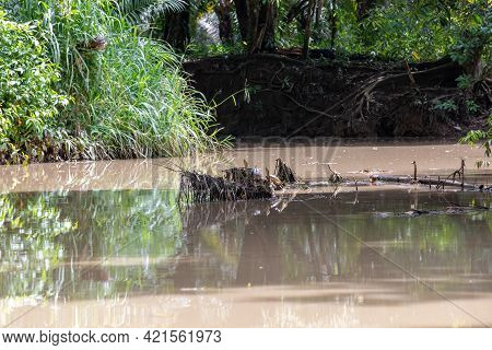 Fresh Water Soft-shell Turtles In The Mangrove Forest Of Damas Island, Costa Rica