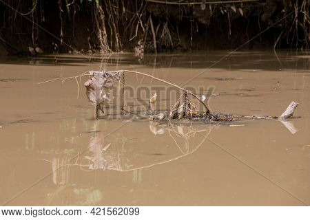 Fresh Water Soft-shell Turtles In The Mangrove Forest Of Damas Island, Costa Rica