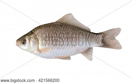 Side view of silver Prussian carp (Carassius gibelio) isolated on white