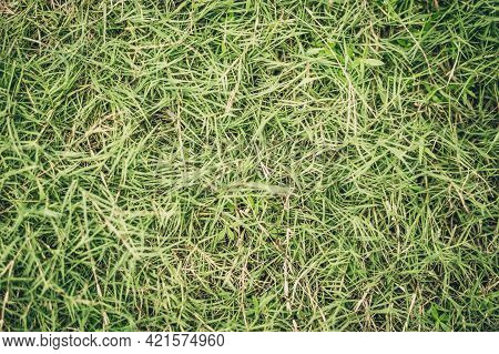 Abstract Natural Background. Collection With Different Colour Tones Of Green Grass, Copy Space. Summ