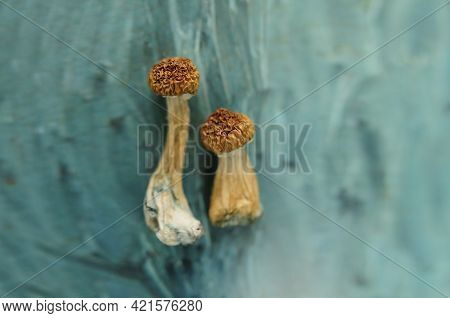 Psilocybe Cubensis Mushrooms Isolated On Grey Background. Psilocybin Psychedelic Magic Mushrooms Gol