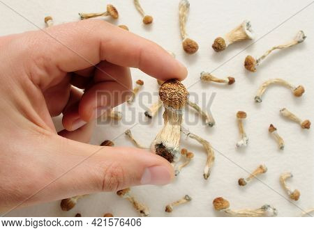 Psilocybe Cubensis Mushrooms In Man's Hand On White Background. Psilocybin Psychedelic Magic Mushroo