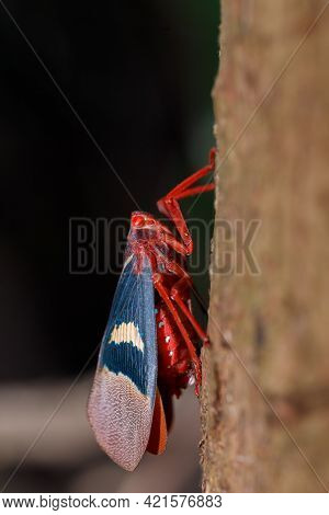 Lantern Bug (scamandra Tethis), Tangkoko Batuangus Nature Reserve, Sulawesi, Indonesia