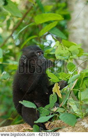 Endemic Monkey Celebes Crested Macaque (macaca ) Known As Black Monkey On Tree In In Rainforest, Tan