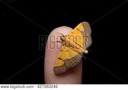 Endocrossis Flavibasalis Sit On My Finger Tip Black Background Stock Photo