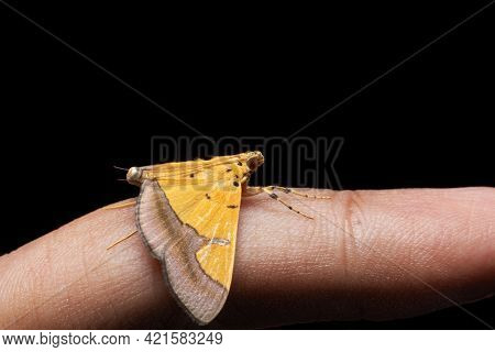 Endocrossis Flavibasalis Walking On My Finger Stock Photo