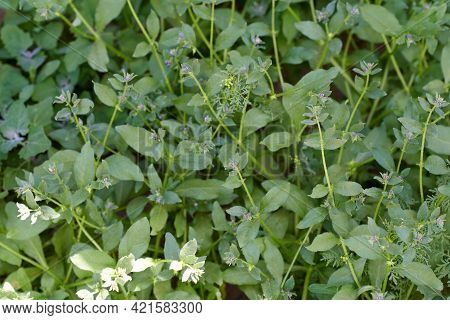Young Asperugo Procumbens With Small Violet Flowers Background