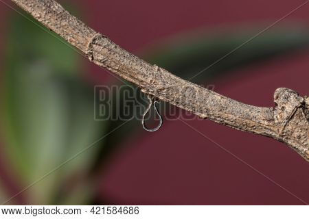 Geometrid Caterpillar Walking On A Dry Branch Stock Photo