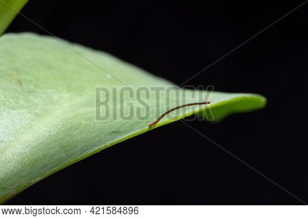 Geometrid Caterpillar Walking On A Green Leaf Stock Photo